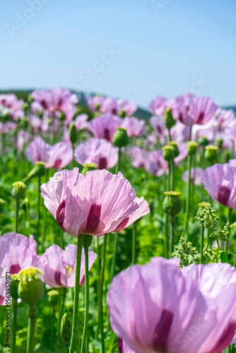pink poppies