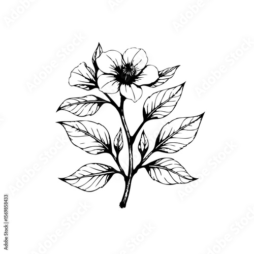 A beautifully detailed botanical illustration of a blooming flower stem with leaves and petals in black