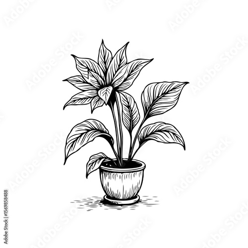 Beautiful hand drawn illustration of a peace lily plant in a pot showcasing botanical beauty and minimalist art