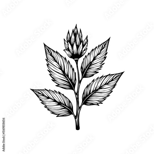 Botanical illustration of a plant with leaves and flower bud evokes nature's elegance and simplicity