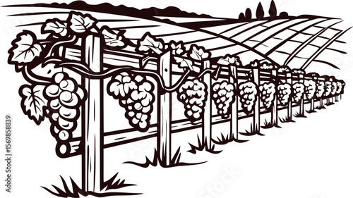 Vineyard grapevines with ripe grape clusters on rustic trellises in countryside landscape line art illustration