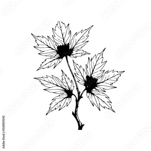 Wallpaper Mural Elegant botanical illustration showcasing a delicate maple branch with intricate leaf venation and stark black and white contrast Torontodigital.ca