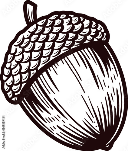 Vintage hand drawn acorn illustration with engraved details and bold lines on white background