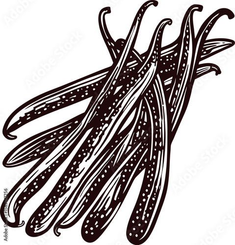 Hand drawn vanilla pods detailed engraving botanical illustration of aromatic vanilla beans