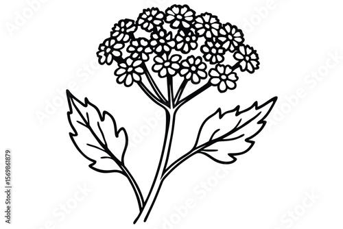 Black Line Art Illustration of Yarrow Plant with Leaves and Dense Flower Head