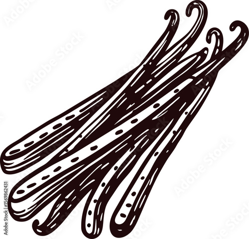 Vintage engraved illustration of vanilla bean pods hand drawn botanical sketch in black and white