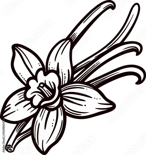 Hand drawn vanilla flower and bean pods isolated on white background botanical vintage black and white sketch illustration