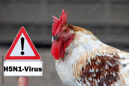 close-up of chicken, sign H5N1 concept of poultry, threat of avian influenza and illness among poultry.