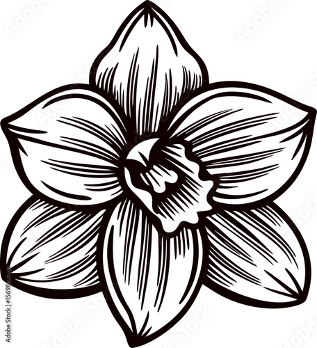 Botanical vintage daffodil flower sketch with distinct petals and central corona, monochrome black and white illustration