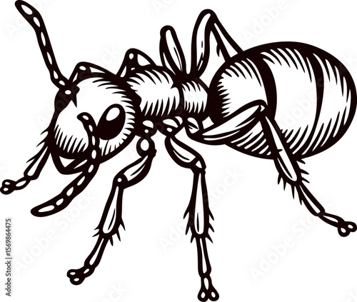 Detailed vintage line drawing of an ant in profile view, isolated on white background, botanical illustration