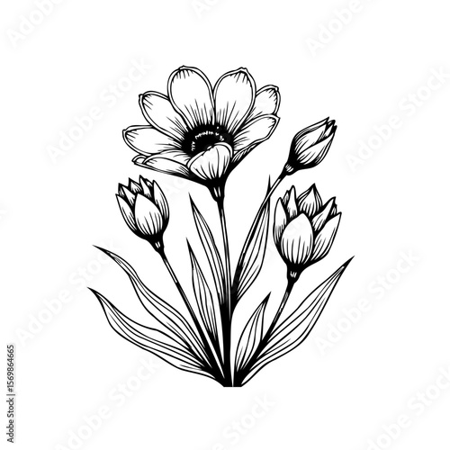 Detailed floral ink drawing displaying blooming flower and unopened buds in elegant botanical illustration