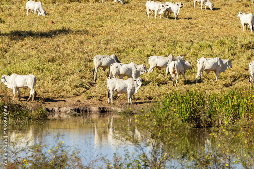 Fototapeta premium Boiada pastando em harmonia com a natureza, com um lago á frente refletindo imagem do gado.