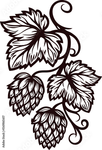 Detailed hand drawn hop plant with leaves and cones illustration in black ink vintage botanical
