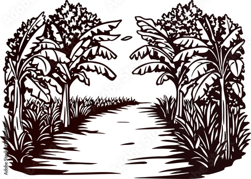 Hand drawn banana tree alley with pathway and foliage black and white sketch illustration