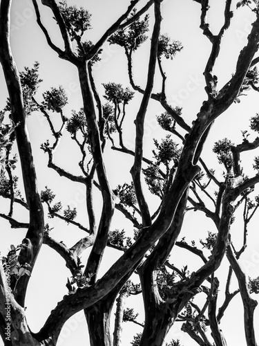 Monochrome silhouettes of tree branches on a white background. Black and white.,