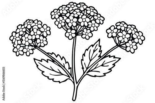 Viburnum Flower Heads and Leaves Black and White Outlined Botanical Illustration Style Image