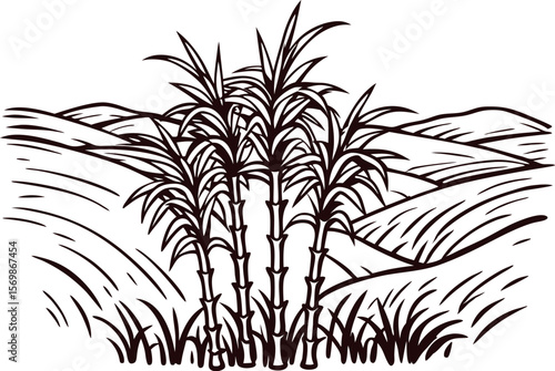 Hand drawn sugarcane plant cluster on rural field background engraved vintage black and white sketch illustration