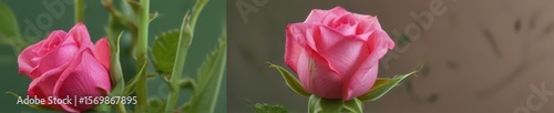 A tightly furled pink rosebud on a vibrant green stem , plant life, unopened, stem