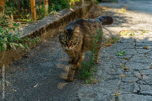 A focused tabby cat walks along an outdoor path, its gaze directed forward, capturing a moment of independence and curiosity.