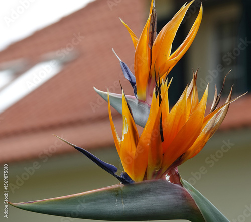Trek à Madère 2025 - Jour 4 (Lombo do Urzal, levada Dos Tornos, Lamaceiros, Solar da Boaventura)