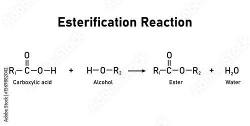 Esterification Reaction in Chemistry. Carboxylic Acid, Alcohol, Ester and Water.