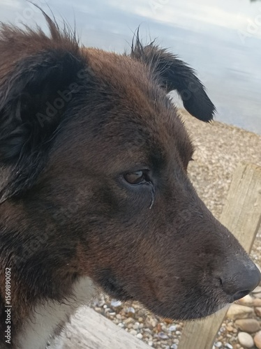 portrait of a black dog