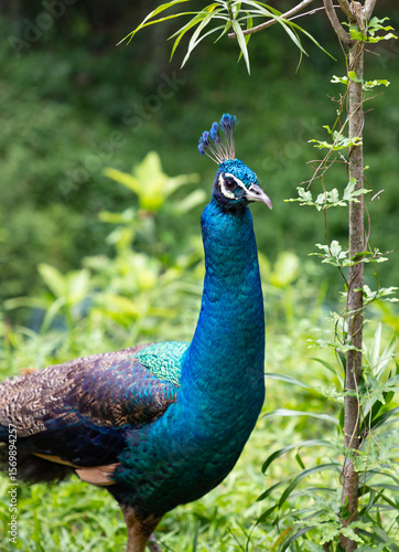 Wallpaper Mural Peacock on the Green Torontodigital.ca