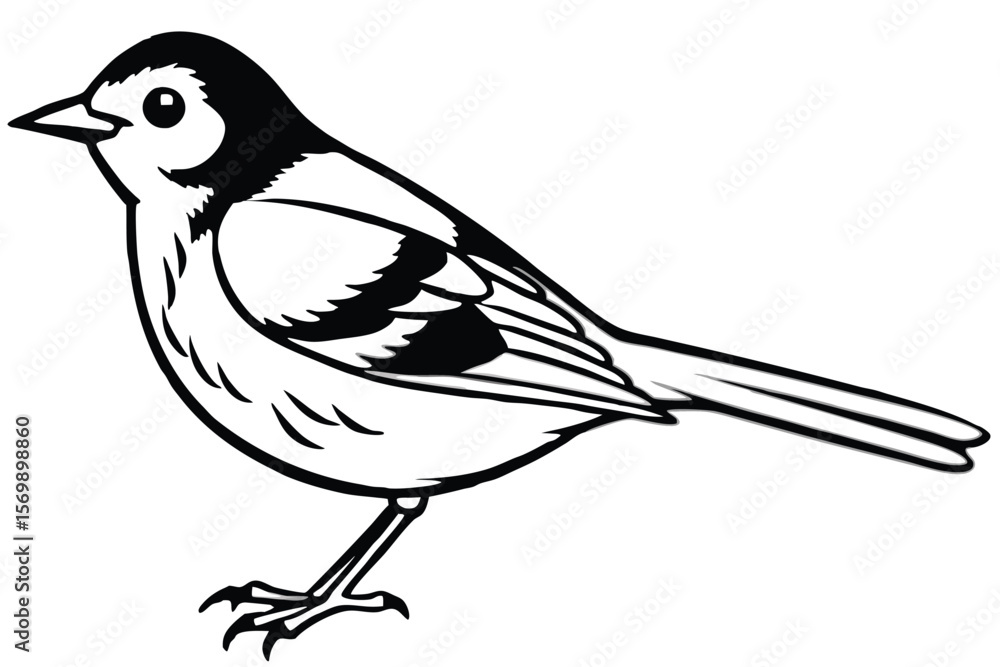 Obraz premium Black and White Illustration of a Pied Wagtail Perched on Two Legs