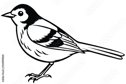 Black and White Illustration of a Pied Wagtail Perched on Two Legs