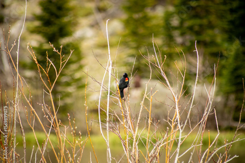 Red-winged blackbird on tree branches