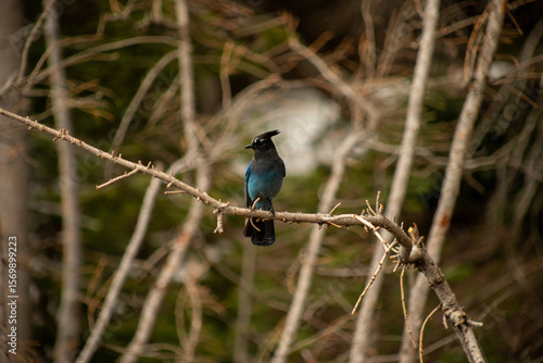 Stellar's Jay perched on a branch in the mountains