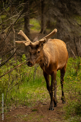 Elk in the woods
