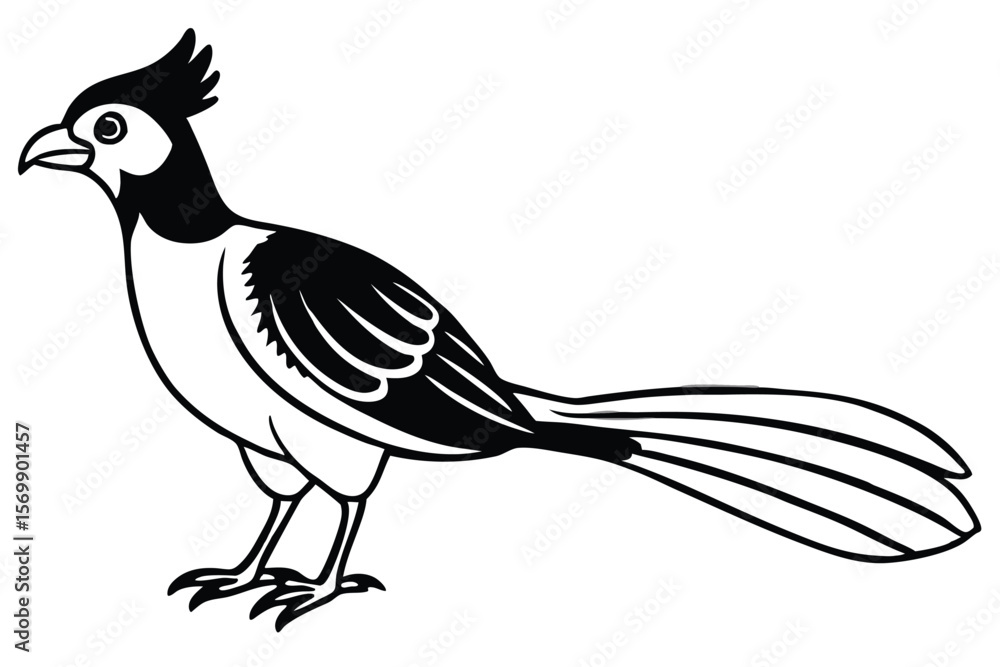Fototapeta premium Black and White Vector Illustration of a Standing Crested Bird with Long Tail Feathers