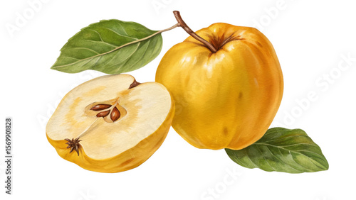 Watercolor Quince Illustration Whole and Halved Fruit with Leaves, Isolated on Transparent Background, fruit illustration, quince, watercolor painting