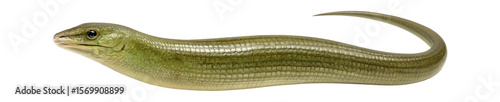 Φωτογραφία Eastern glass lizard showing a greenish-brown pattern and a long, slender body
