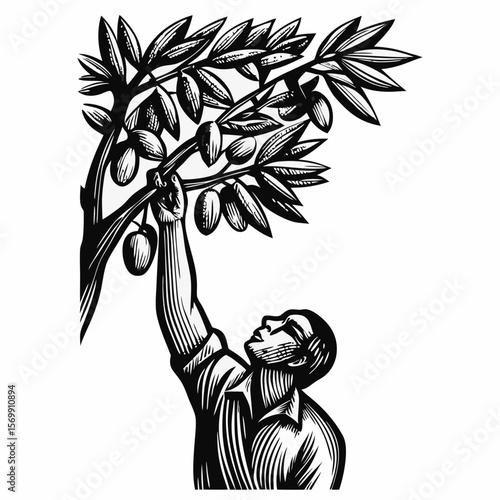 Farmer picking olives on a bright sunny day in rustic scenery, highlighting traditional harvesting practices. Farmer picking olives requires skill and dedication.