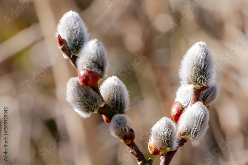 Pussy willow buds blooming in early spring sunlight