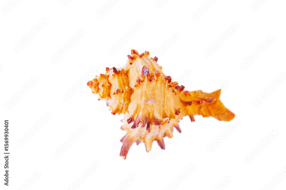 Obraz premium Sea shell isolated on white background.