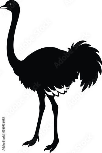 ostrich plume on white background.eps