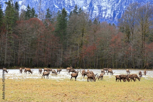 A herd of red deer on the Lake Koenigssee and the Watzmann mountain. Bavarian Alps, Germany. 