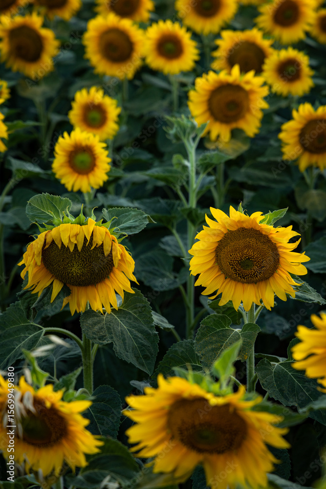 Fototapeta premium field of sunflowers