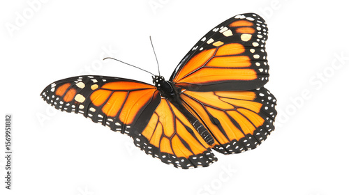 A large orange butterfly with black and white stripes