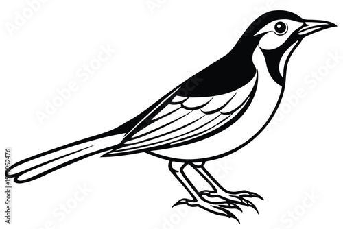 Black and White Graphic Illustration of a Standing Pied Wagtail Bird Drawing