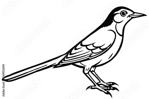 Black and White Pied Wagtail Bird Illustration with Tail and Feather Details