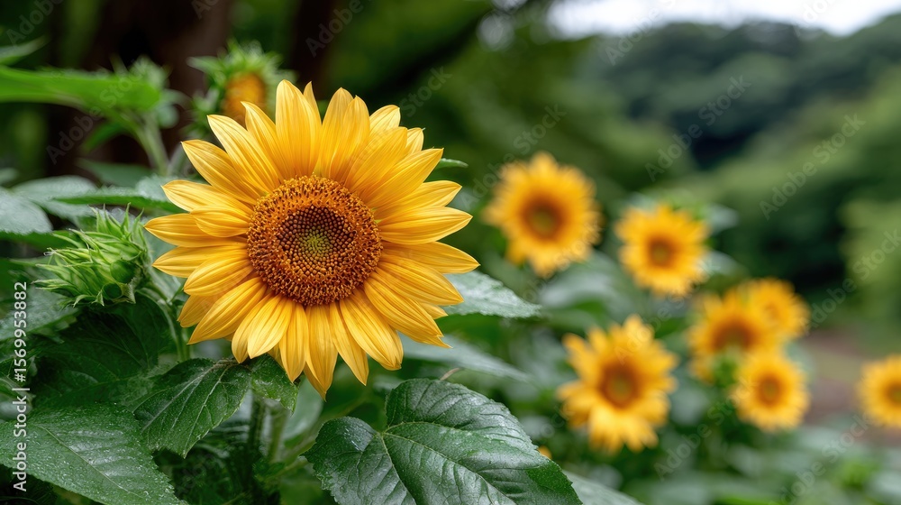 Obraz premium Sunflowers glow brightly as they fully bloom, illuminated by warm sunlight against a blurred background featuring a deep blue sky, creating a vibrant atmosphere.
