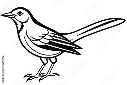 Black and White Line Drawing of a Northern Mockingbird Standing in Profile View