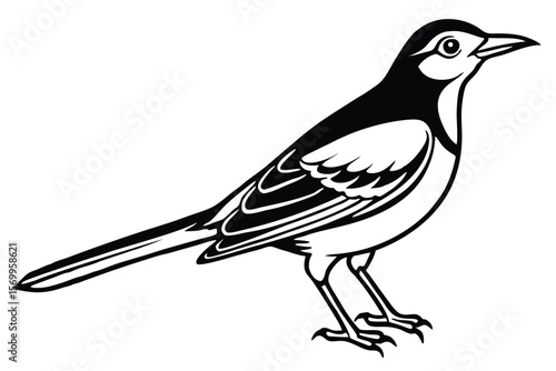 Stylized Black and White Illustration of a Standing Pied Wagtail Bird