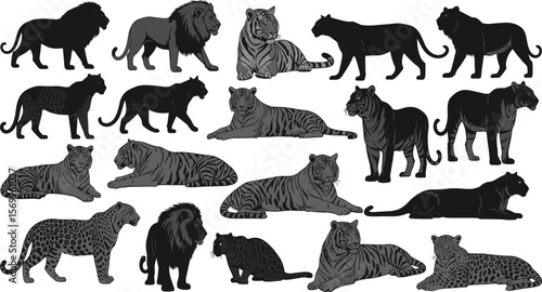 Set of wild big cats including lions, tigers, panthers, jaguars in various poses, silhouette and detailed illustration collection