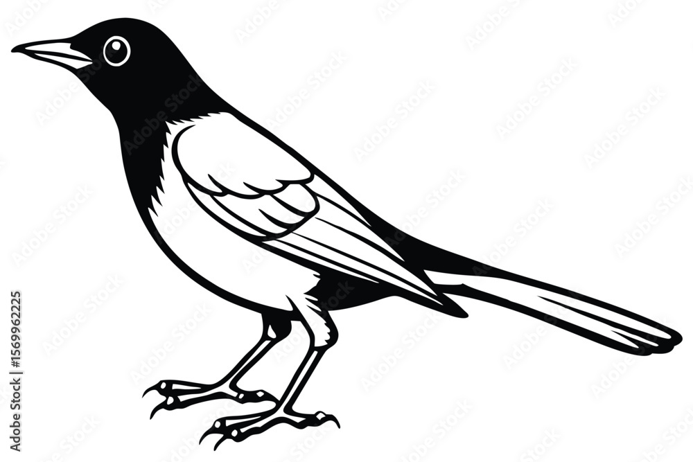 Obraz premium Stylized Black and White Illustration of a Magpie Bird Standing Still