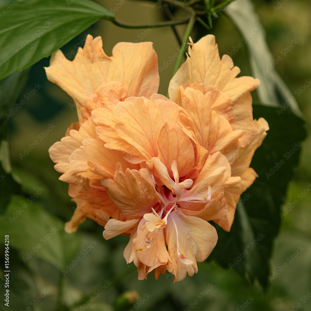 Fototapeta premium Fleur d'hibiscus orange lion's tail